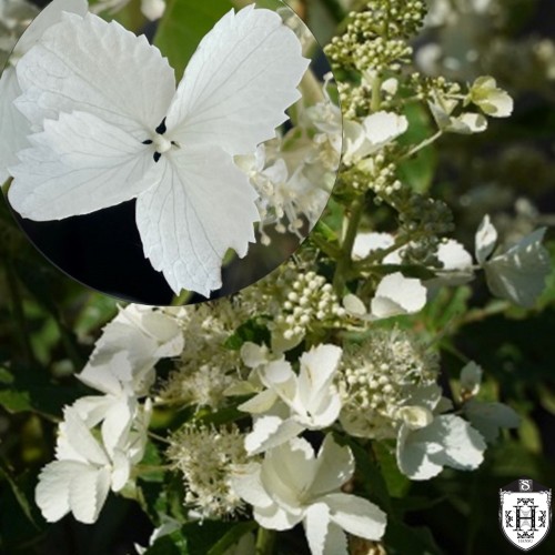 Hydrangea paniculata 'Pink Lady' - Aedhortensia 'Pink Lady' C5/5L